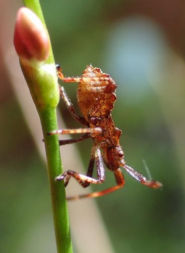 Coreus marginatus